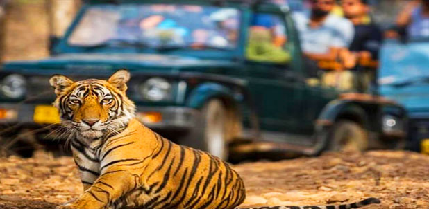Corbett Jeep safari Tour 3