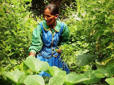 Organic Farming Area