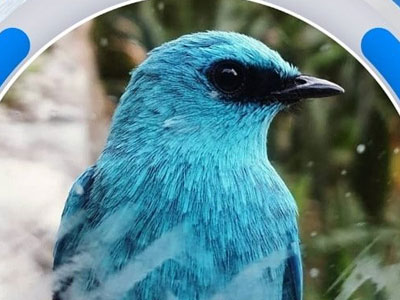 Bird 1