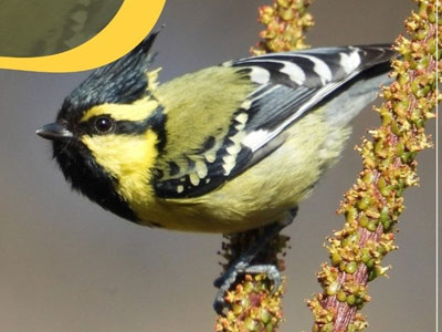 Bird 2