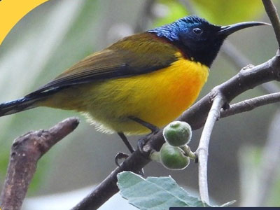 Bird 3