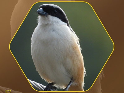 Bird 4
